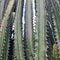 the cactus plant Cereus peruvianusÂ which reminds you of a cowboy movie.  Posture tall, equipped with thorns along the plant line